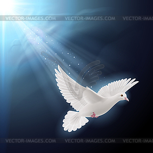 Белый голубь в лучах солнца - цветной векторный клипарт