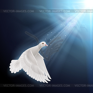 White dove in sunlight - vector clipart