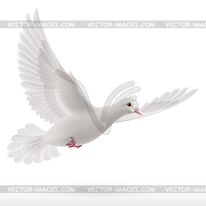 White dove - vector clip art