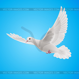 Белый голубь - клипарт в векторе / векторное изображение
