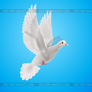 White dove - vector clipart