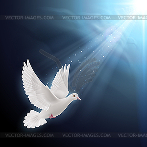 Белый голубь в лучах солнца - изображение в формате EPS