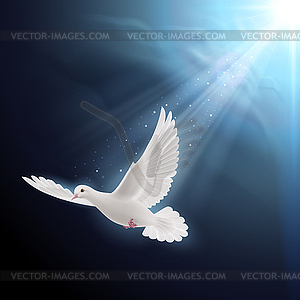 White dove in sunlight - vector clip art