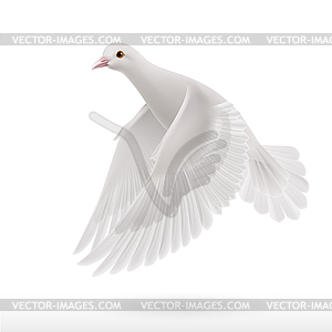 White dove - vector clipart