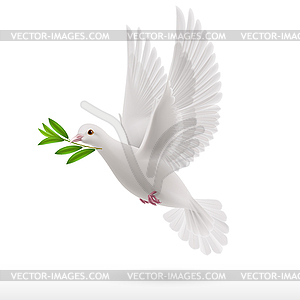 Fly dove - vector clipart