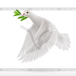 Fly dove - vector clipart