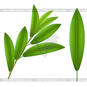 Olive twig - vector image