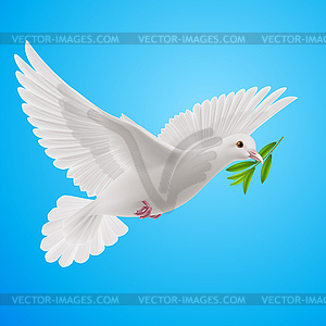 Fly dove - vector clip art