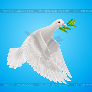 Fly dove - color vector clipart