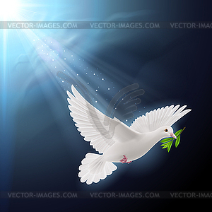 Fly dove in sunlight - vector clipart