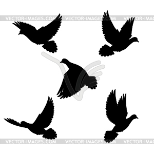 Набор голуби - изображение в векторном формате