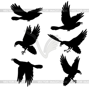 Черные вороны - изображение в векторном виде