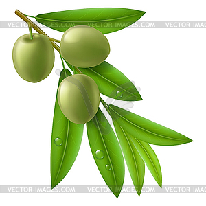 Branch of olive tree with green olives - vector image