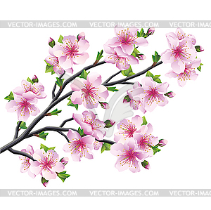 Japanese tree sakura, cherry blossom - vector image