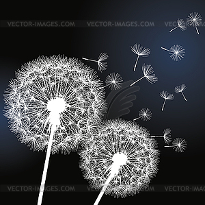Two flowers dandelions - vector clip art