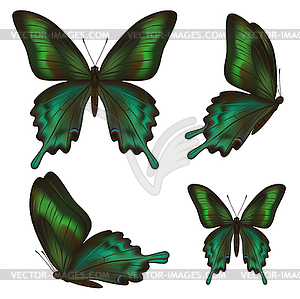 Set of beautiful realistic green butterflies - vector image