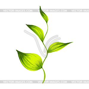 Decorative ornament branch with green leaves tea - vector image