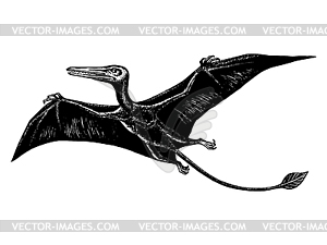 Pterodactyl - ramforinh - vector image