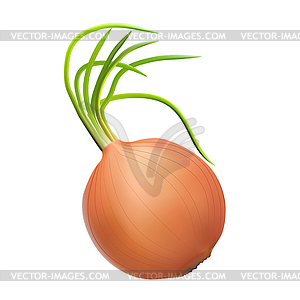 Brown onion with green shoots source of vitamins - vector clipart