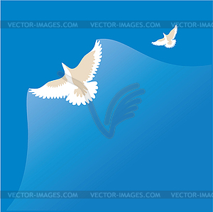 White dove - vector image