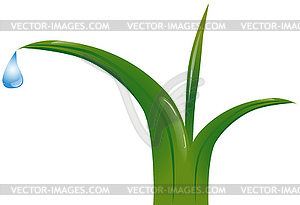 Grass with dew drops - vector clipart