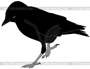 Crow - vector EPS clipart