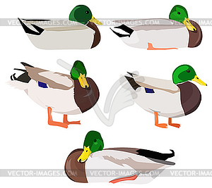 Set of wild ducks - vector clip art