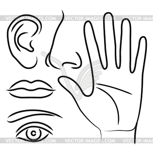 Sensory organs hand, nose, ear, mouth and eye - vector EPS clipart