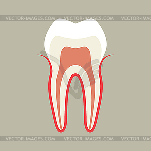 Зуб - векторный клипарт