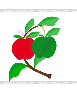 Apples - vector clip art