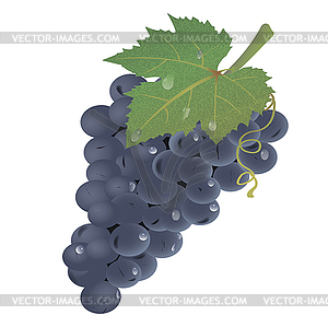 Grape - vector clipart