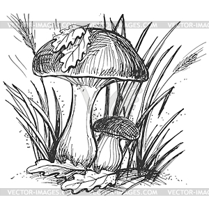 Mushroom - vector image