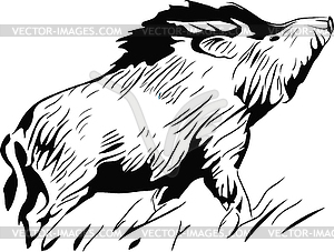 Wild pig - vector image