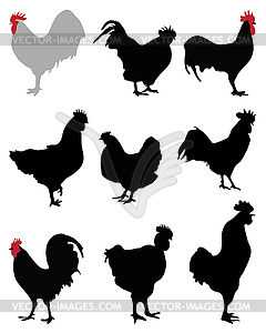 Roosters and hens - vector clipart