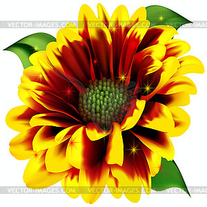 Beautiful gerberas flower - vector clip art