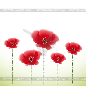 Poppy flowers. Vector illustration.  - vector clipart