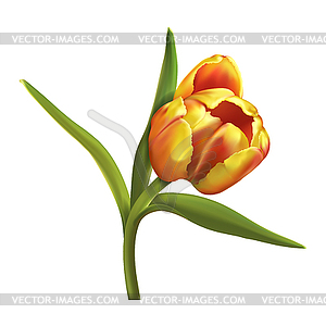 One colorful tulip  - vector clip art