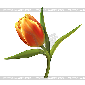 One colorful tulip  - vector clipart