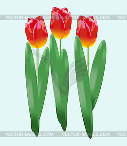 Тюльпаны - векторный клипарт