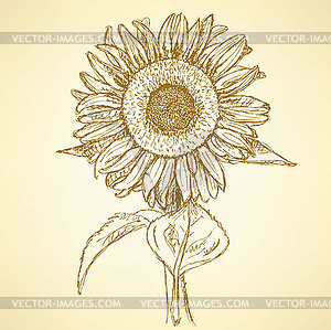 Sketch sunflower, vintage background - vector image