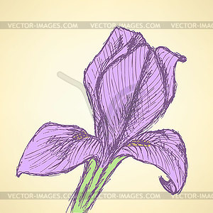 Sketch iris, vintage background - vector clip art
