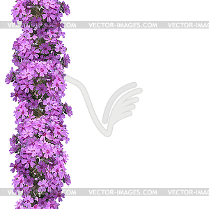 Vertical seamless pattern of flowers phlox - vector clipart