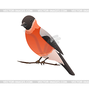 Bullfinch - vector clipart