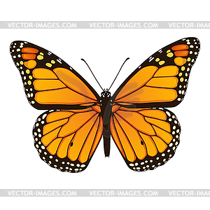 Monarch butterfly - vector clipart