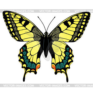 Colorful machaon butterfly - vector image