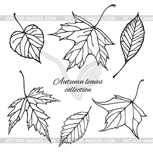Set of outline autumn leaves - vector image