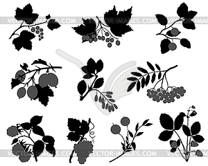 Berry - vector clipart