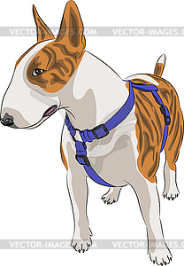 Собака породы бультерьер - векторное изображение EPS