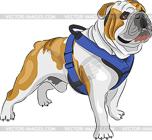 English Bulldog - vector clipart