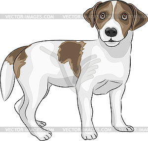 Jack Russell Terrier - vector image